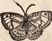 An illustration from De animalibus insectis libri septem : cum singulorum iconibus ad viuum expressis / autore Ulysse Aldrovando ... ; ad sereniss: Franc. Mariam Secundum ... (1602)