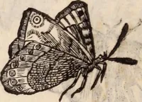 An illustration from De animalibus insectis libri septem : cum singulorum iconibus ad viuum expressis / autore Ulysse Aldrovando ... ; ad sereniss: Franc. Mariam Secundum ... (1602)