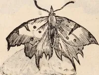 An illustration from De animalibus insectis libri septem : cum singulorum iconibus ad viuum expressis / autore Ulysse Aldrovando ... ; ad sereniss: Franc. Mariam Secundum ... (1602)