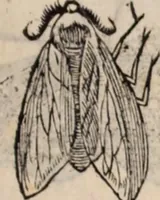 An illustration from De animalibus insectis libri septem : cum singulorum iconibus ad viuum expressis / autore Ulysse Aldrovando ... ; ad sereniss: Franc. Mariam Secundum ... (1602)