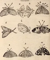 An illustration from De animalibus insectis libri septem : cum singulorum iconibus ad viuum expressis / autore Ulysse Aldrovando ... ; ad sereniss: Franc. Mariam Secundum ... (1602)
