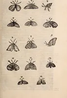 An illustration from De animalibus insectis libri septem : cum singulorum iconibus ad viuum expressis / autore Ulysse Aldrovando ... ; ad sereniss: Franc. Mariam Secundum ... (1602)