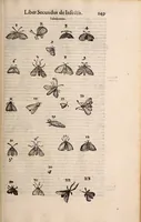 An illustration from De animalibus insectis libri septem : cum singulorum iconibus ad viuum expressis / autore Ulysse Aldrovando ... ; ad sereniss: Franc. Mariam Secundum ... (1602)