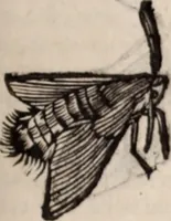 An illustration from De animalibus insectis libri septem : cum singulorum iconibus ad viuum expressis / autore Ulysse Aldrovando ... ; ad sereniss: Franc. Mariam Secundum ... (1602)