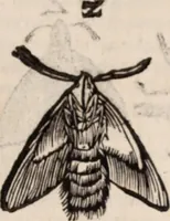An illustration from De animalibus insectis libri septem : cum singulorum iconibus ad viuum expressis / autore Ulysse Aldrovando ... ; ad sereniss: Franc. Mariam Secundum ... (1602)