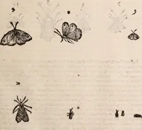 An illustration from De animalibus insectis libri septem : cum singulorum iconibus ad viuum expressis / autore Ulysse Aldrovando ... ; ad sereniss: Franc. Mariam Secundum ... (1602)