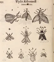 An illustration from De animalibus insectis libri septem : cum singulorum iconibus ad viuum expressis / autore Ulysse Aldrovando ... ; ad sereniss: Franc. Mariam Secundum ... (1602)