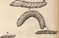 An illustration from De animalibus insectis libri septem : cum singulorum iconibus ad viuum expressis / autore Ulysse Aldrovando ... ; ad sereniss: Franc. Mariam Secundum ... (1602)