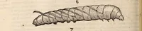 An illustration from De animalibus insectis libri septem : cum singulorum iconibus ad viuum expressis / autore Ulysse Aldrovando ... ; ad sereniss: Franc. Mariam Secundum ... (1602)