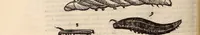 An illustration from De animalibus insectis libri septem : cum singulorum iconibus ad viuum expressis / autore Ulysse Aldrovando ... ; ad sereniss: Franc. Mariam Secundum ... (1602)
