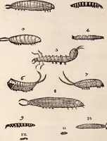 An illustration from De animalibus insectis libri septem : cum singulorum iconibus ad viuum expressis / autore Ulysse Aldrovando ... ; ad sereniss: Franc. Mariam Secundum ... (1602)