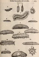 An illustration from De animalibus insectis libri septem : cum singulorum iconibus ad viuum expressis / autore Ulysse Aldrovando ... ; ad sereniss: Franc. Mariam Secundum ... (1602)