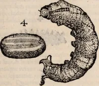 An illustration from De animalibus insectis libri septem : cum singulorum iconibus ad viuum expressis / autore Ulysse Aldrovando ... ; ad sereniss: Franc. Mariam Secundum ... (1602)