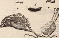 An illustration from De animalibus insectis libri septem : cum singulorum iconibus ad viuum expressis / autore Ulysse Aldrovando ... ; ad sereniss: Franc. Mariam Secundum ... (1602)