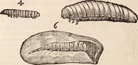 An illustration from De animalibus insectis libri septem : cum singulorum iconibus ad viuum expressis / autore Ulysse Aldrovando ... ; ad sereniss: Franc. Mariam Secundum ... (1602)