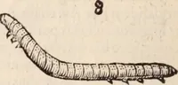 An illustration from De animalibus insectis libri septem : cum singulorum iconibus ad viuum expressis / autore Ulysse Aldrovando ... ; ad sereniss: Franc. Mariam Secundum ... (1602)