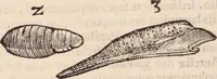 An illustration from De animalibus insectis libri septem : cum singulorum iconibus ad viuum expressis / autore Ulysse Aldrovando ... ; ad sereniss: Franc. Mariam Secundum ... (1602)