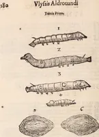 An illustration from De animalibus insectis libri septem : cum singulorum iconibus ad viuum expressis / autore Ulysse Aldrovando ... ; ad sereniss: Franc. Mariam Secundum ... (1602)