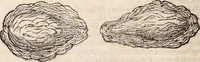 An illustration from De animalibus insectis libri septem : cum singulorum iconibus ad viuum expressis / autore Ulysse Aldrovando ... ; ad sereniss: Franc. Mariam Secundum ... (1602)