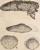 An illustration from De animalibus insectis libri septem : cum singulorum iconibus ad viuum expressis / autore Ulysse Aldrovando ... ; ad sereniss: Franc. Mariam Secundum ... (1602)