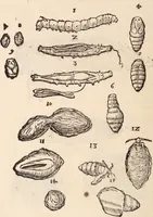 An illustration from De animalibus insectis libri septem : cum singulorum iconibus ad viuum expressis / autore Ulysse Aldrovando ... ; ad sereniss: Franc. Mariam Secundum ... (1602)
