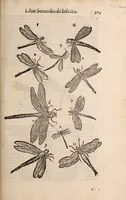 An illustration from De animalibus insectis libri septem : cum singulorum iconibus ad viuum expressis / autore Ulysse Aldrovando ... ; ad sereniss: Franc. Mariam Secundum ... (1602)