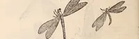 Picture 180 of 515 from De animalibus insectis libri septem : cum singulorum iconibus ad viuum expressis / autore Ulysse Aldrovando ... ; ad sereniss: Franc. Mariam Secundum ... (1602), leaf 319