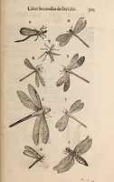 An illustration from De animalibus insectis libri septem : cum singulorum iconibus ad viuum expressis / autore Ulysse Aldrovando ... ; ad sereniss: Franc. Mariam Secundum ... (1602)
