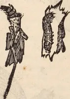 An illustration from De animalibus insectis libri septem : cum singulorum iconibus ad viuum expressis / autore Ulysse Aldrovando ... ; ad sereniss: Franc. Mariam Secundum ... (1602)