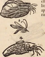 An illustration from De animalibus insectis libri septem : cum singulorum iconibus ad viuum expressis / autore Ulysse Aldrovando ... ; ad sereniss: Franc. Mariam Secundum ... (1602)
