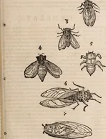 An illustration from De animalibus insectis libri septem : cum singulorum iconibus ad viuum expressis / autore Ulysse Aldrovando ... ; ad sereniss: Franc. Mariam Secundum ... (1602)