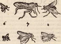 An illustration from De animalibus insectis libri septem : cum singulorum iconibus ad viuum expressis / autore Ulysse Aldrovando ... ; ad sereniss: Franc. Mariam Secundum ... (1602)