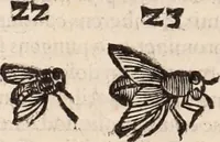 Picture 211 of 515 from De animalibus insectis libri septem : cum singulorum iconibus ad viuum expressis / autore Ulysse Aldrovando ... ; ad sereniss: Franc. Mariam Secundum ... (1602), leaf 361