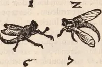 Picture 212 of 515 from De animalibus insectis libri septem : cum singulorum iconibus ad viuum expressis / autore Ulysse Aldrovando ... ; ad sereniss: Franc. Mariam Secundum ... (1602), leaf 363