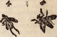 An illustration from De animalibus insectis libri septem : cum singulorum iconibus ad viuum expressis / autore Ulysse Aldrovando ... ; ad sereniss: Franc. Mariam Secundum ... (1602)