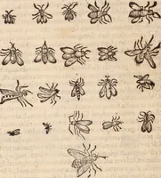 An illustration from De animalibus insectis libri septem : cum singulorum iconibus ad viuum expressis / autore Ulysse Aldrovando ... ; ad sereniss: Franc. Mariam Secundum ... (1602)