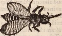 An illustration from De animalibus insectis libri septem : cum singulorum iconibus ad viuum expressis / autore Ulysse Aldrovando ... ; ad sereniss: Franc. Mariam Secundum ... (1602)