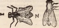 An illustration from De animalibus insectis libri septem : cum singulorum iconibus ad viuum expressis / autore Ulysse Aldrovando ... ; ad sereniss: Franc. Mariam Secundum ... (1602)