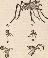 An illustration from De animalibus insectis libri septem : cum singulorum iconibus ad viuum expressis / autore Ulysse Aldrovando ... ; ad sereniss: Franc. Mariam Secundum ... (1602)