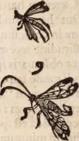 An illustration from De animalibus insectis libri septem : cum singulorum iconibus ad viuum expressis / autore Ulysse Aldrovando ... ; ad sereniss: Franc. Mariam Secundum ... (1602)