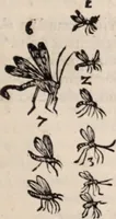 An illustration from De animalibus insectis libri septem : cum singulorum iconibus ad viuum expressis / autore Ulysse Aldrovando ... ; ad sereniss: Franc. Mariam Secundum ... (1602)