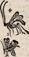 An illustration from De animalibus insectis libri septem : cum singulorum iconibus ad viuum expressis / autore Ulysse Aldrovando ... ; ad sereniss: Franc. Mariam Secundum ... (1602)