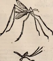 An illustration from De animalibus insectis libri septem : cum singulorum iconibus ad viuum expressis / autore Ulysse Aldrovando ... ; ad sereniss: Franc. Mariam Secundum ... (1602)