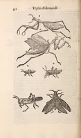 An illustration from De animalibus insectis libri septem : cum singulorum iconibus ad viuum expressis / autore Ulysse Aldrovando ... ; ad sereniss: Franc. Mariam Secundum ... (1602)