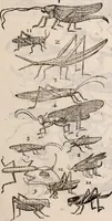 An illustration from De animalibus insectis libri septem : cum singulorum iconibus ad viuum expressis / autore Ulysse Aldrovando ... ; ad sereniss: Franc. Mariam Secundum ... (1602)