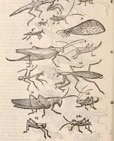 An illustration from De animalibus insectis libri septem : cum singulorum iconibus ad viuum expressis / autore Ulysse Aldrovando ... ; ad sereniss: Franc. Mariam Secundum ... (1602)