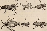 An illustration from De animalibus insectis libri septem : cum singulorum iconibus ad viuum expressis / autore Ulysse Aldrovando ... ; ad sereniss: Franc. Mariam Secundum ... (1602)