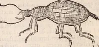 An illustration from De animalibus insectis libri septem : cum singulorum iconibus ad viuum expressis / autore Ulysse Aldrovando ... ; ad sereniss: Franc. Mariam Secundum ... (1602)