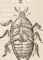 An illustration from De animalibus insectis libri septem : cum singulorum iconibus ad viuum expressis / autore Ulysse Aldrovando ... ; ad sereniss: Franc. Mariam Secundum ... (1602)