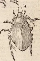 Picture 283 of 515 from De animalibus insectis libri septem : cum singulorum iconibus ad viuum expressis / autore Ulysse Aldrovando ... ; ad sereniss: Franc. Mariam Secundum ... (1602), leaf 465